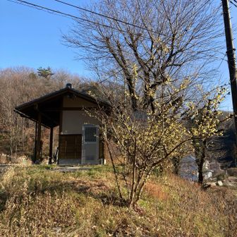 大正池のトイレ前にも蝋梅が咲いていました