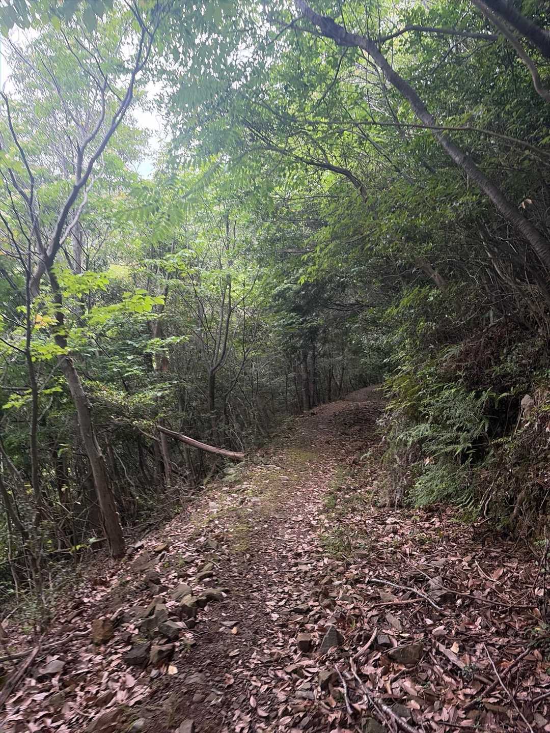吉祥山 往復コースの写真
