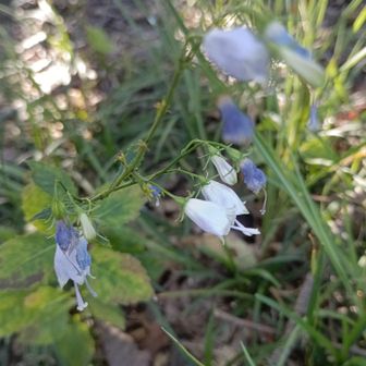 山頂には唯一の花、ツリガネニンジンの花が…😍