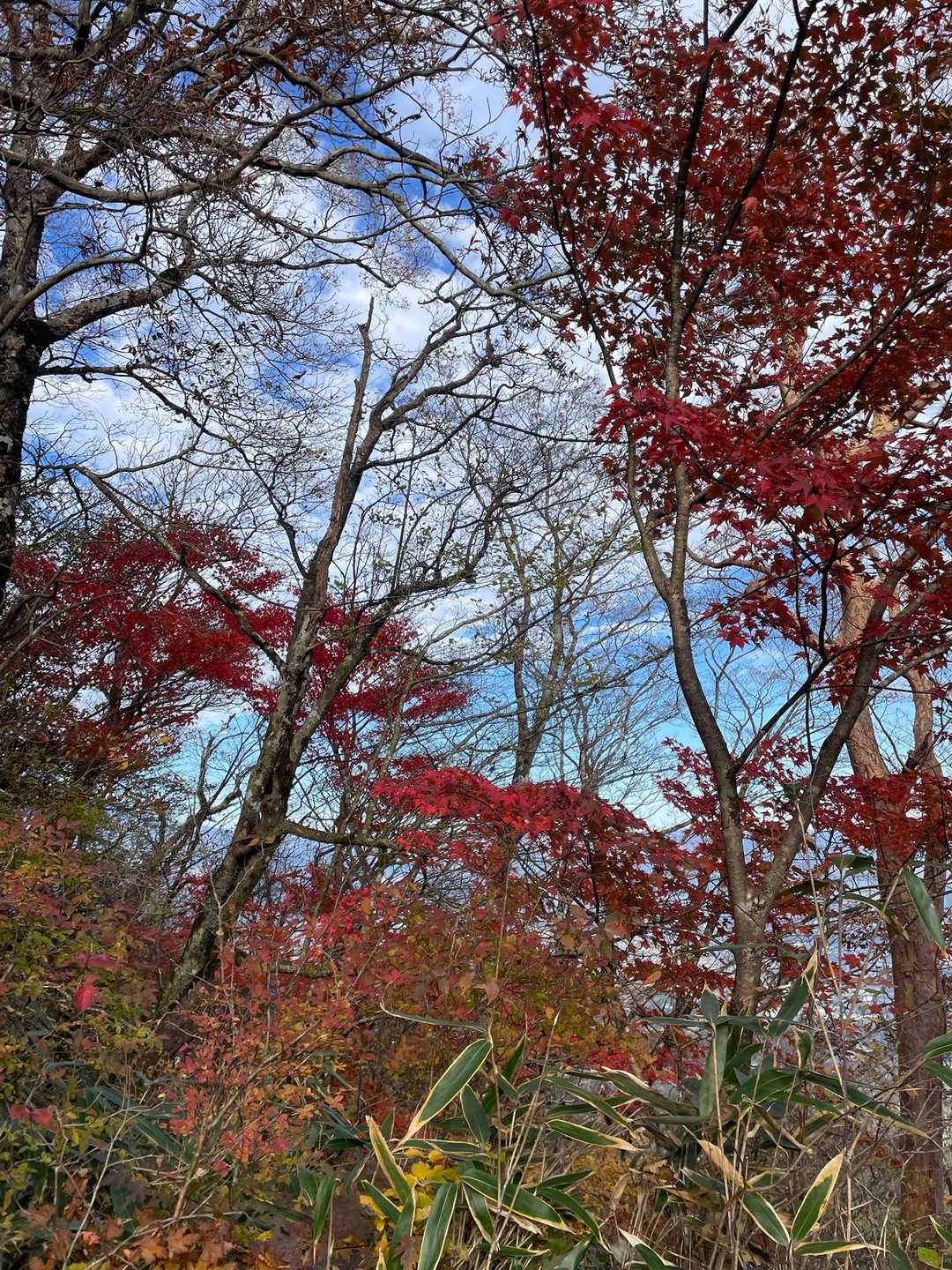 公時神社登山口-金時山-長尾山-乙女峠-姥ヶ茶屋 縦走コースの写真