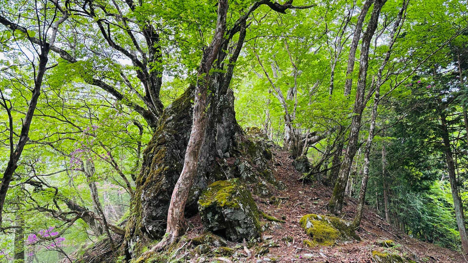 川乗橋バス停-笙ノ岩山-鳥屋戸八丁山-長尾山-蕎麦粒山-横 縦走コースの写真