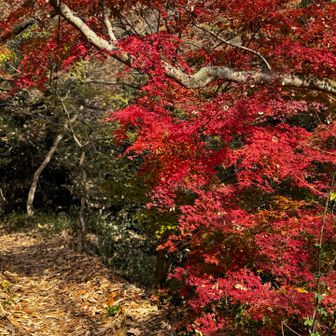 振り返って紅葉