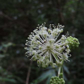 フォロワーさん咲きたての綺麗な花を上げられていたので見たかった。
少し時間が経っているのかな