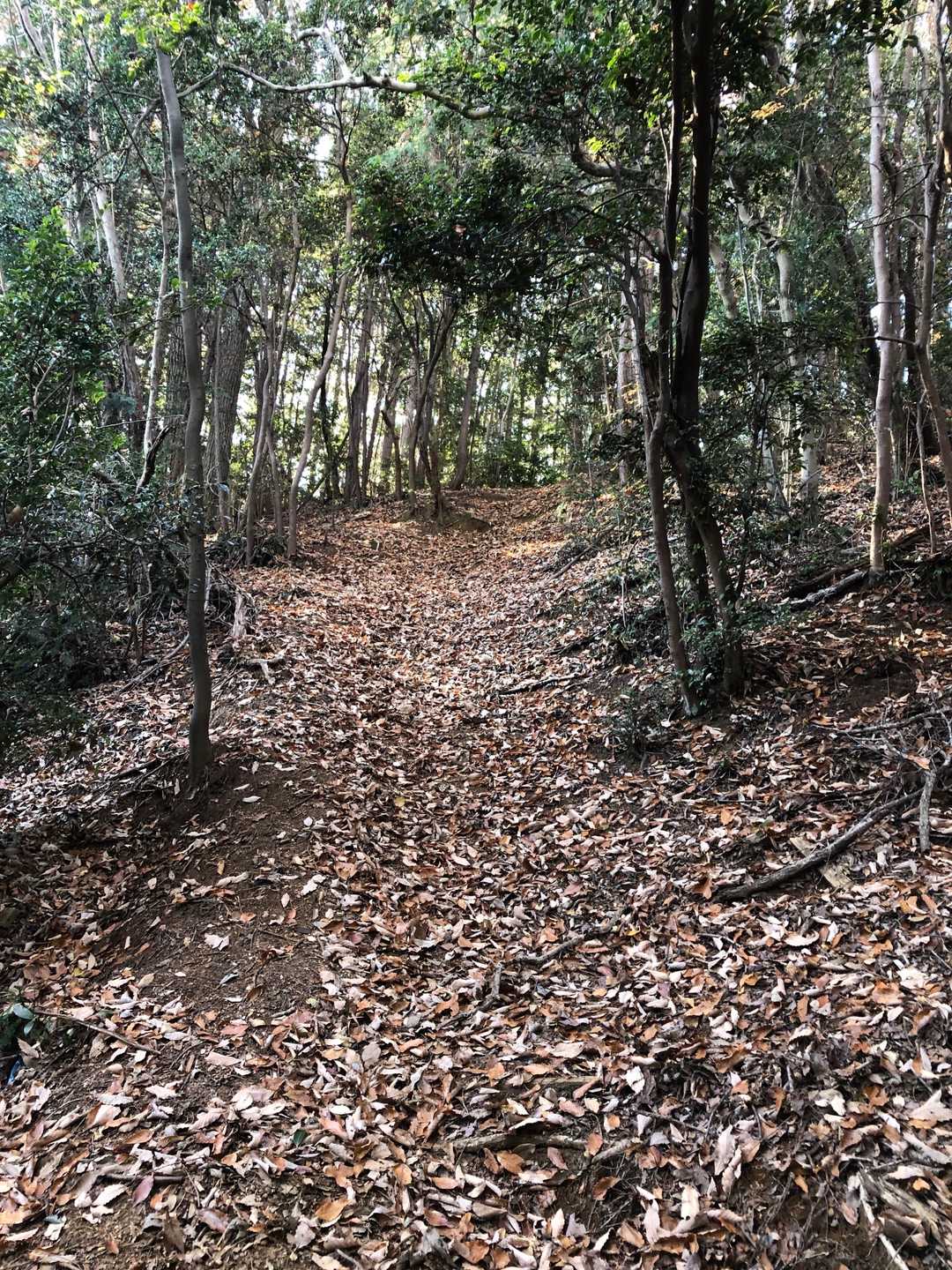 東三角山からすぐに激下りを振り返って。はじめは階段らしきものがあったけど、その後はちょぼちょぼ降りた。降りる時は左の方の林を降りた方がいいかも。