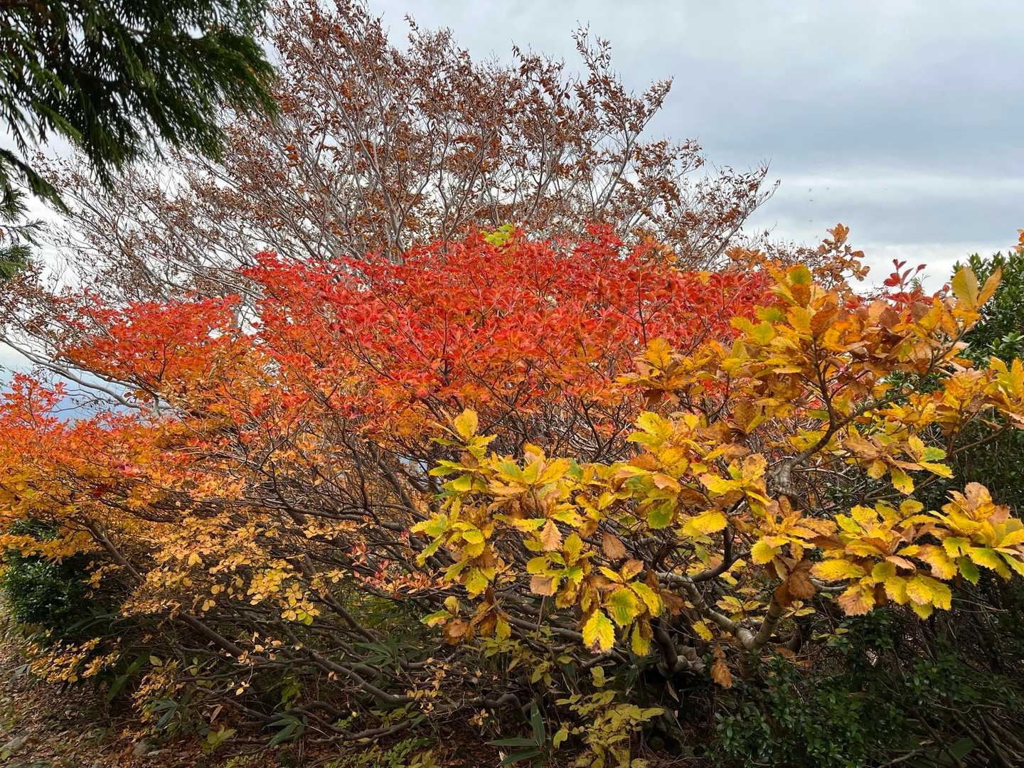 今日一の紅葉🍁かなぁ