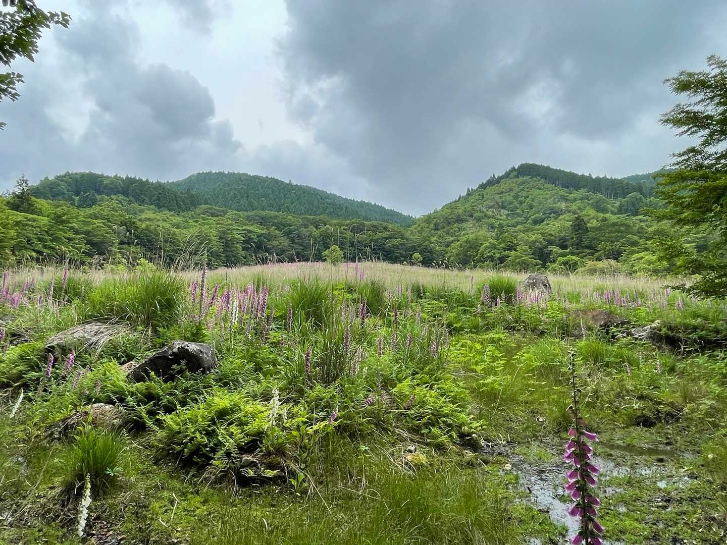 ジギタリス群生地と黒尾山