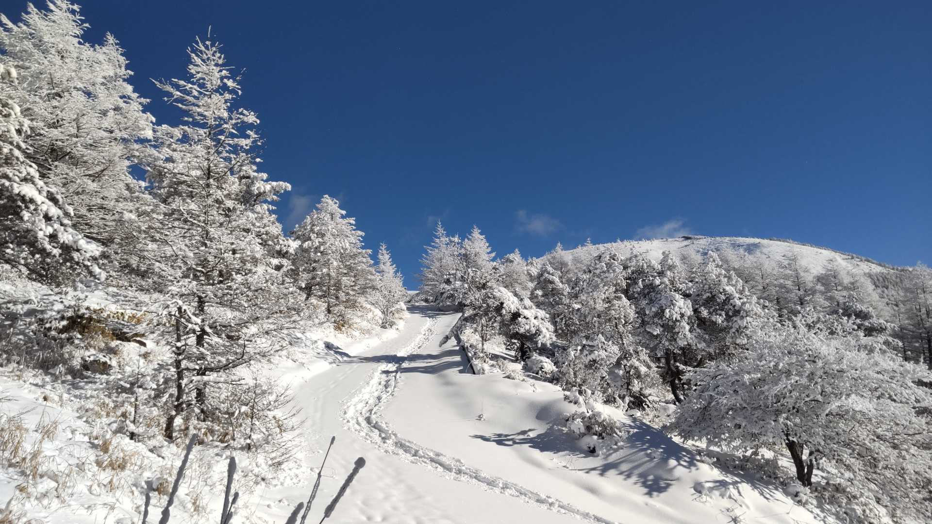 青と白♪右上に鉢伏山山頂付近が見えてきました。ただ、ここからが長い・・・。牛伏寺側登山道の嫌いな点、見えてもなかなか辿りつかない鉢伏山ｗｗ。