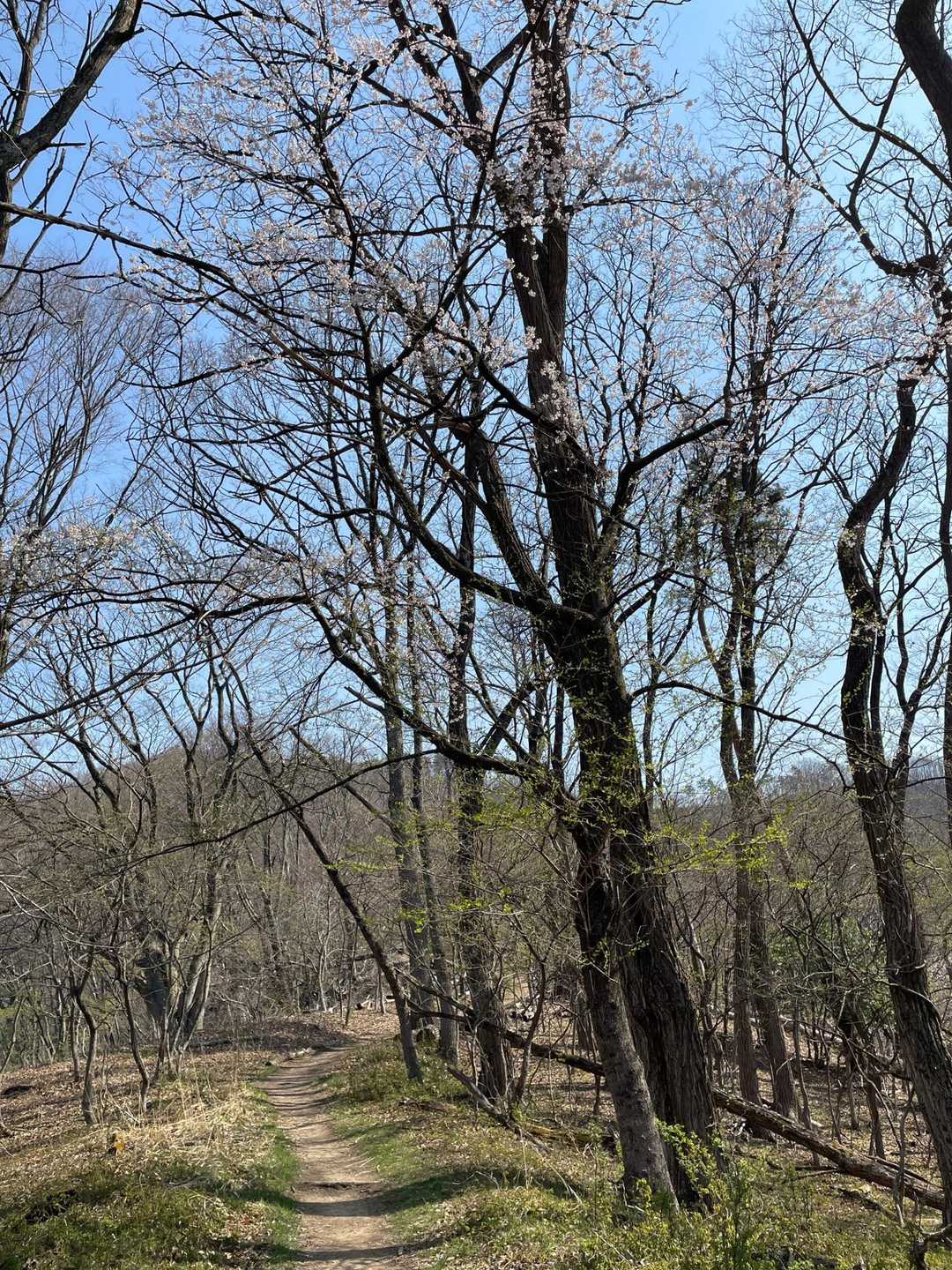 長峰山は山桜が
登山道沿いに咲いてるから
登りながら楽しめて嬉しい☺️