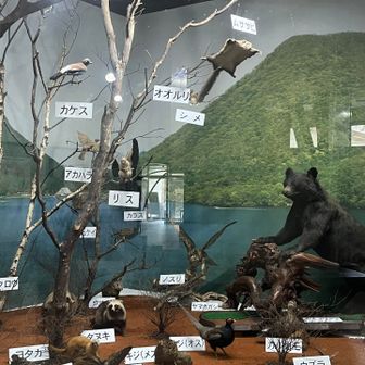 ビジターセンターの中には、剥製たち🐻