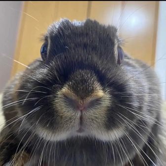 ヤンバルンバ