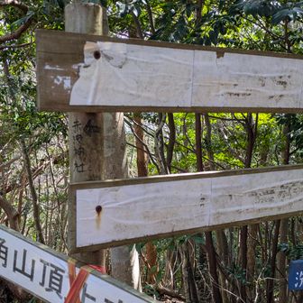 尾根を　登って来ました。
こちらは松林をひたすらって感じ
まっもう行かないでもいいかな😅
な～んとなく踏み跡はありました。
探検終了