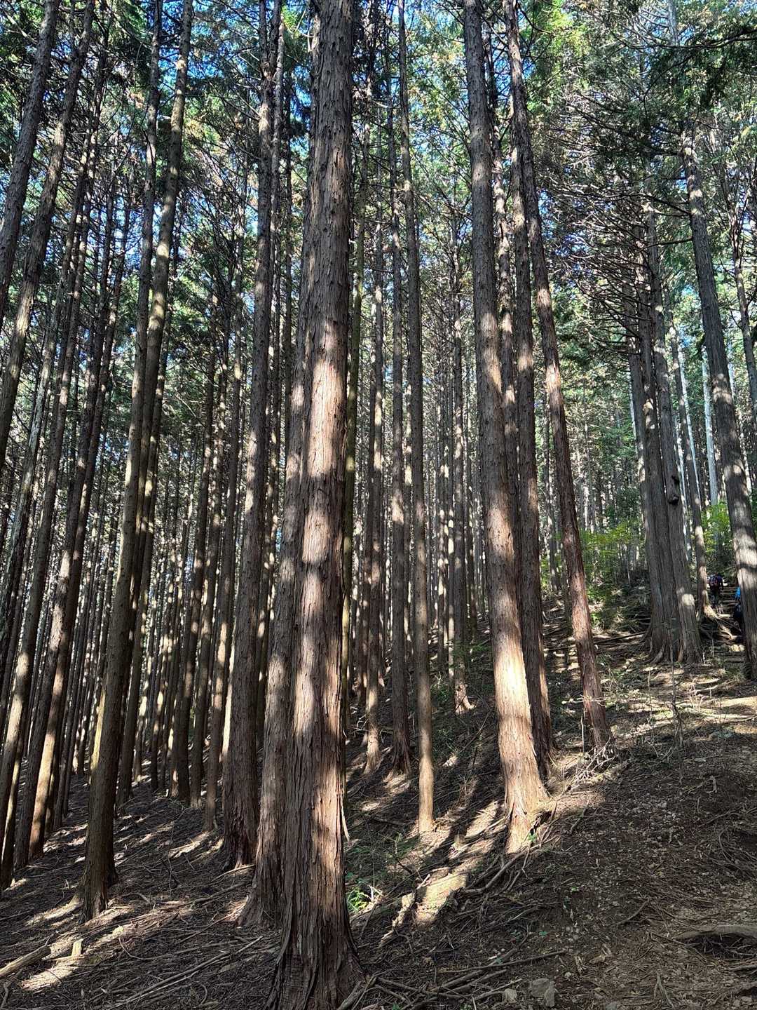 登山口から山頂手前の常福院卍までは景観のない林の道をひたすら登って行きます💦