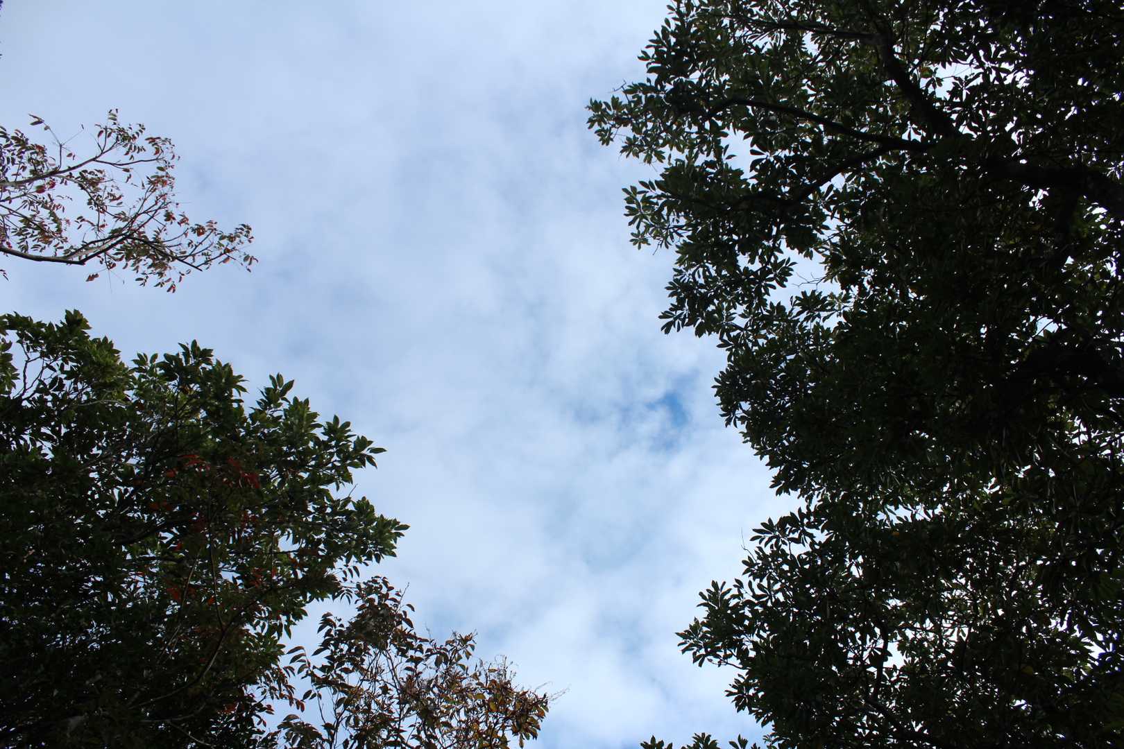 雲はありますが、お天気はどうにかもってくれそうです。