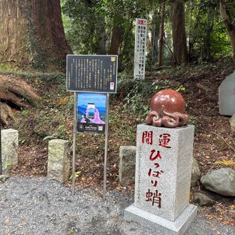 ひっぱり蛸🐙