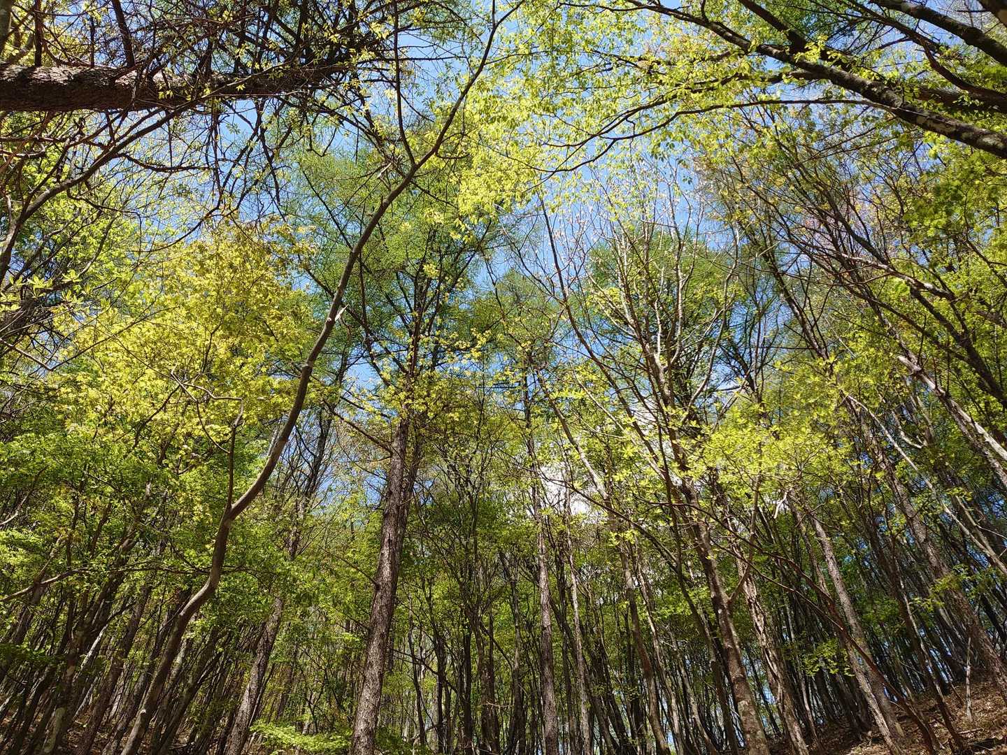 夫婦山入口-夫婦山-月山-月山入口 周回コースの写真