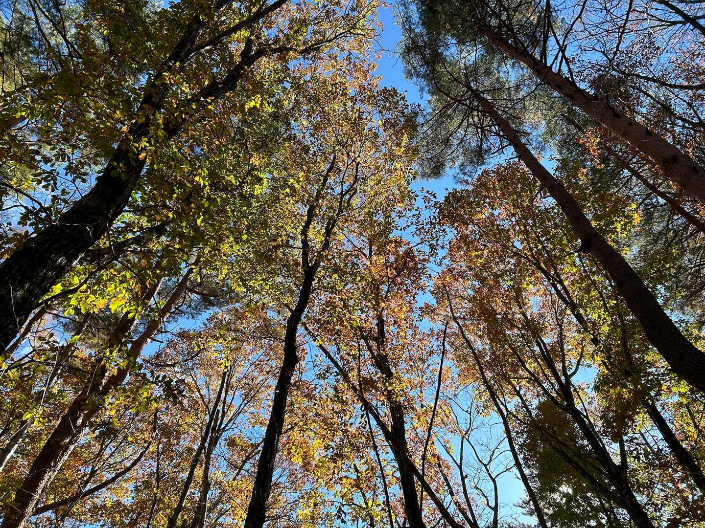 深田公園入口-茅ヶ岳-金ヶ岳 周回コースの写真