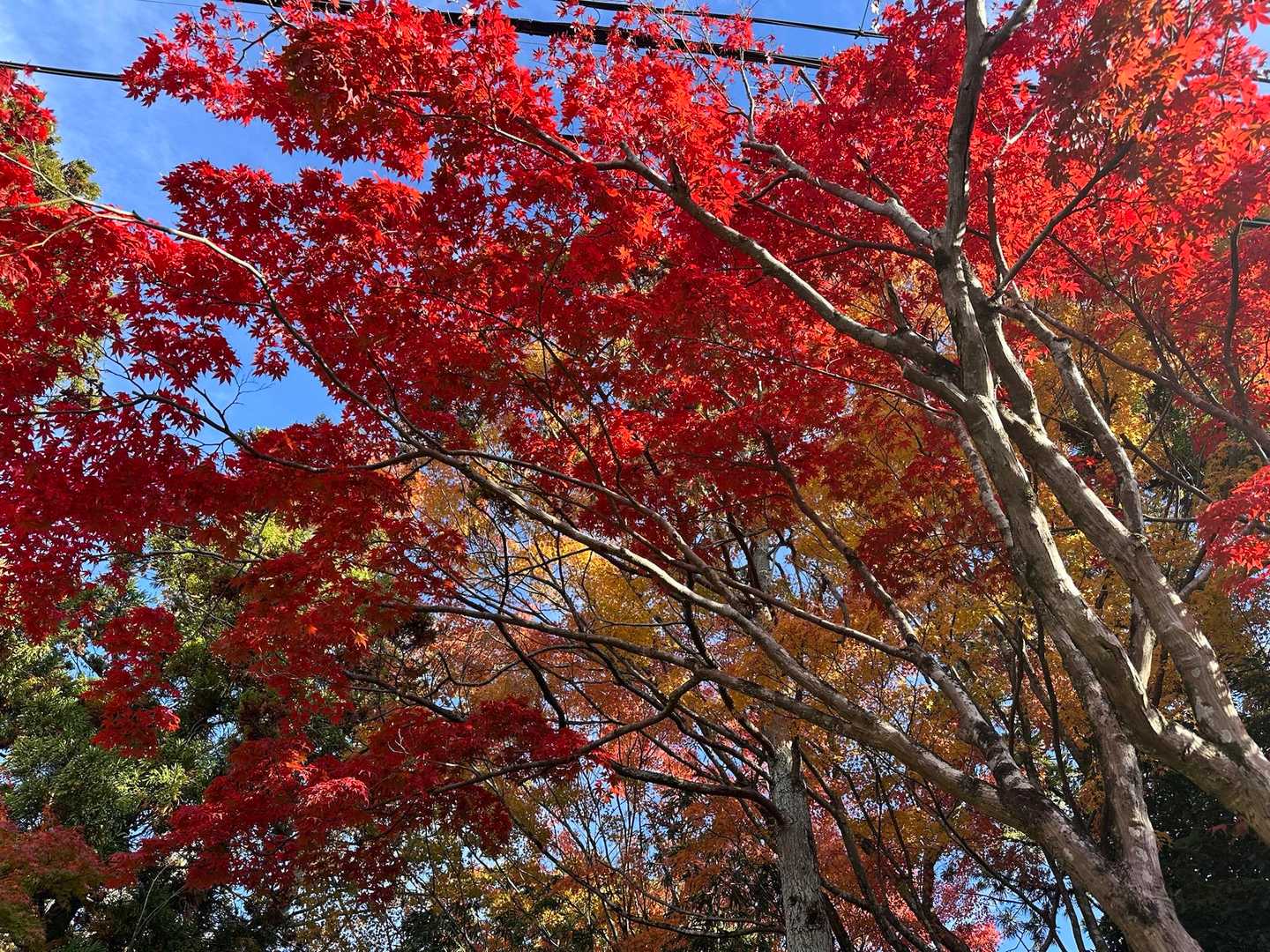 佐和山-弁天山-物生山 周回コースの写真