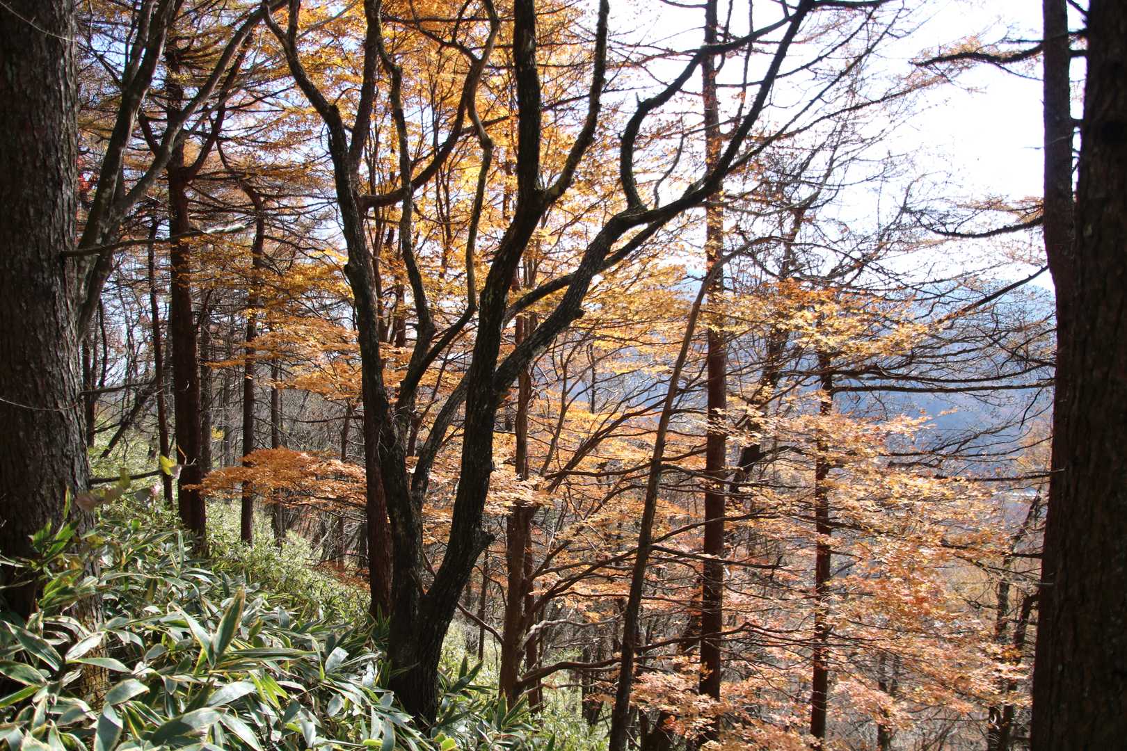 榛名富士登山口-榛名富士-ロッジ前バス停 周回コースの写真
