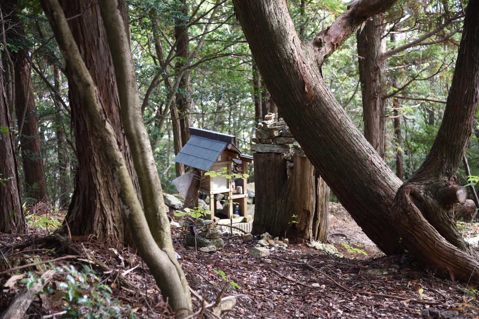 千鳥橋方向にちょっと降ると祠が有りました。
初めて見た‼️
権現山と名がつく山は、星の数ほど有り、特に権現フェチではないのでスルー