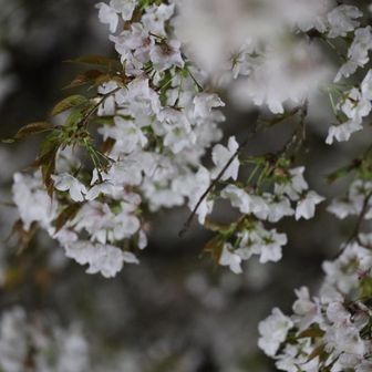 
ピンクムーン🌕の2026年春🌸
