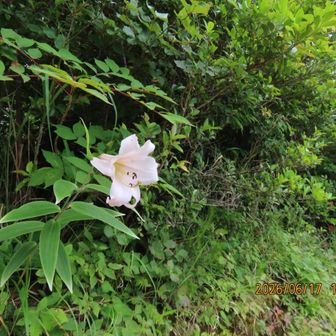 笹ユリ
東の峰 で見つけました