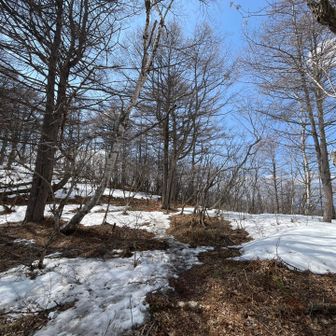 東→西への樹林帯に残雪すこーし。