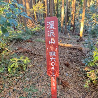 　深沢山（460m）。
　道は落葉に覆われているものの、概ねわかりやすい。次の深沢山北峰では山名板が見当たらなかった。