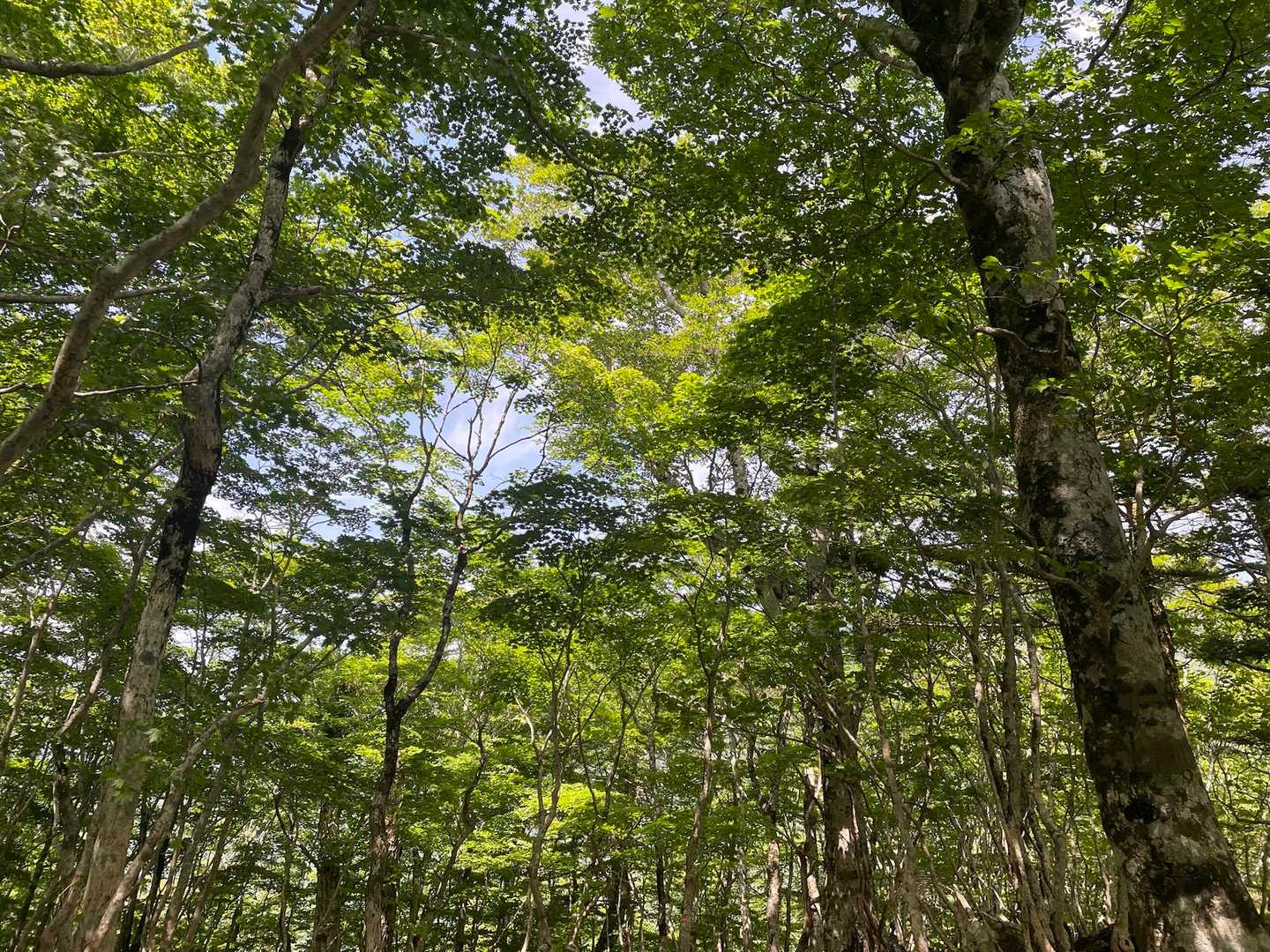 新緑も気持ちいい