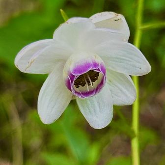 レンゲショウマ（蓮華升麻)
         キンポウゲ科レンゲショウマ属

　日本原産の1属1種の植物。花の直径は4cm程。萼は花弁状で平らに開き花弁を抱えるように咲くため、一見では二段構えに花弁が並んでいるように見えます。花弁の先端は紫色で無毛です