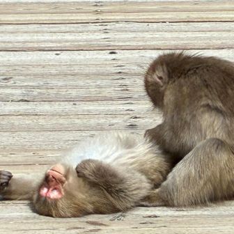 そしてコレ🤭　気持ちよさそー