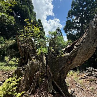杉は朽ちてもそこから新たな生命の息吹🌿