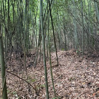 YAMAPで山頂あったので向かったけど