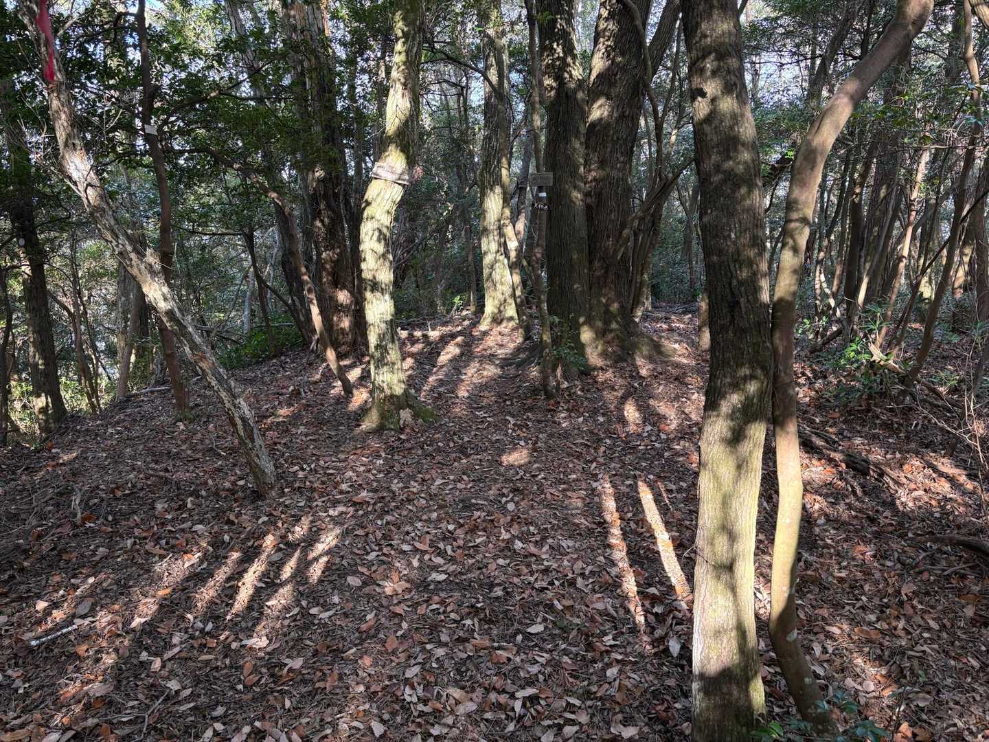 経塚権現山からおよそ20分、燈明ヶ岳に到着。木々に囲まれ展望はなし。何も無いのですぐに戻ったんですが、この先少し下ったところに天狗魔王尊の石仏があったらしい。もったいないことしちゃったな！(>_<)