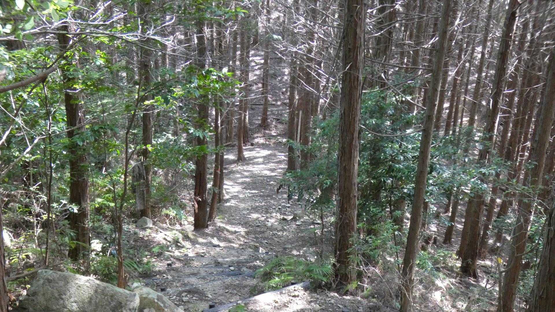 300ｍ付近で激下り落ち着く。
このルート登るのは白木山登りよりもキツイだろう。
風が通らず下っていても暑い。