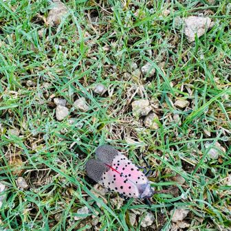 珍しい虫を発見、シタベニハゴロモと言うらしい