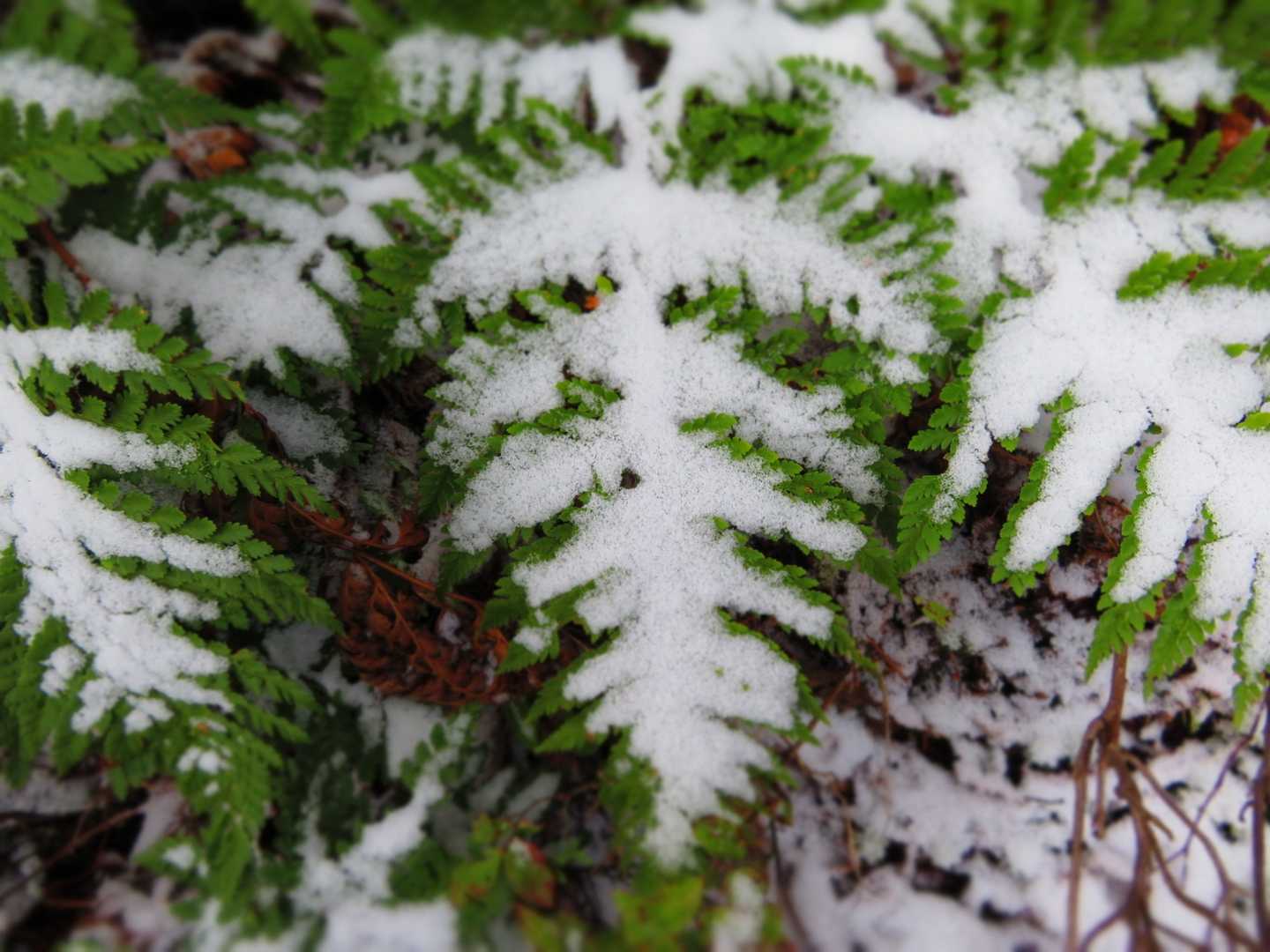 霧降高原レストハウス-小丸山-赤薙山-赤薙奥社跡 往復コースの写真