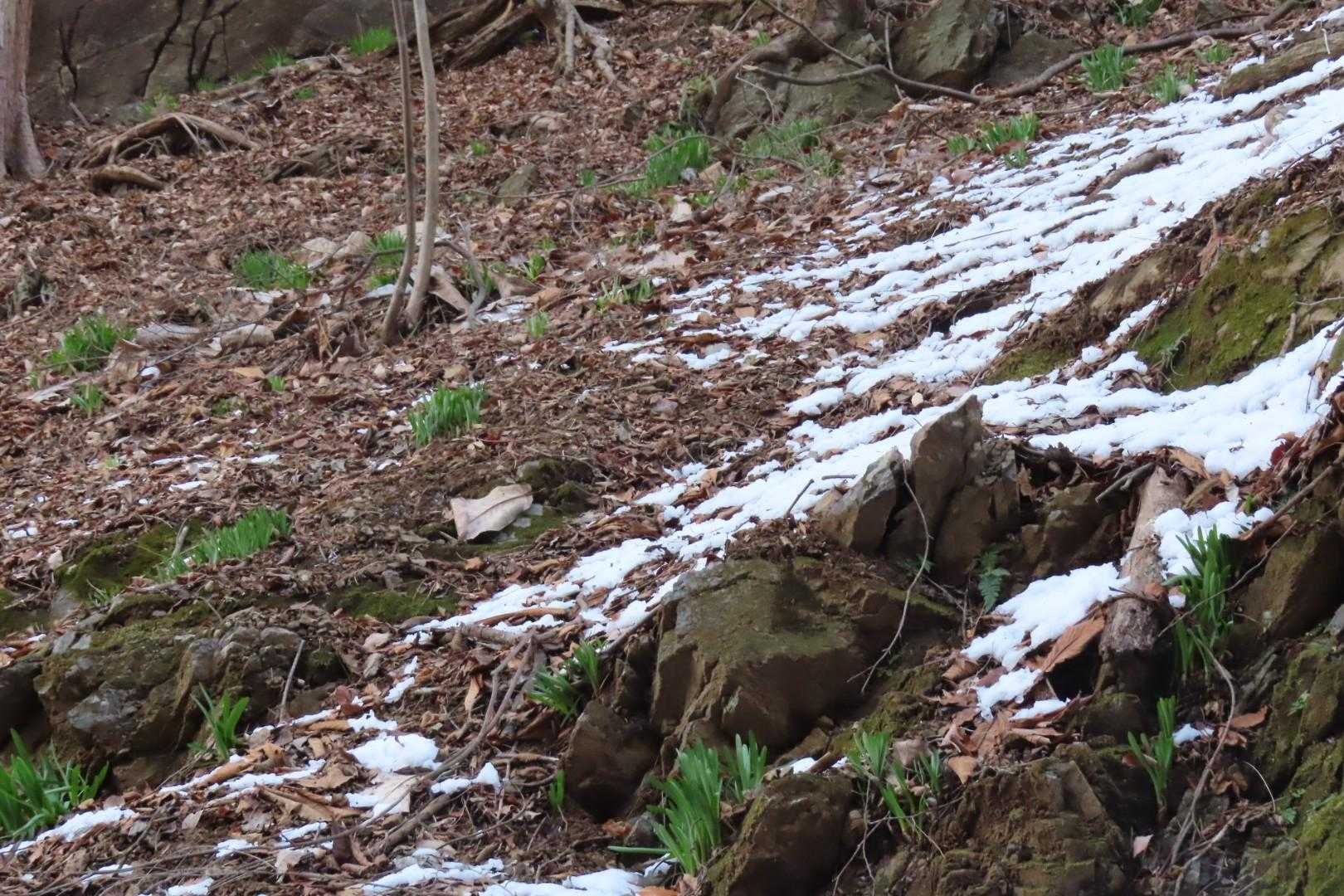 キツネノカミソリかな🤔