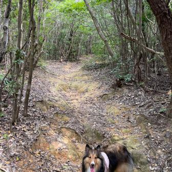 春以来のお山に大興奮な我が家のルイちゃんです。