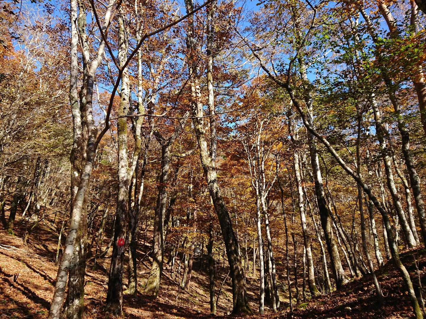紅葉🍁の中を天狗石山へ向かいます