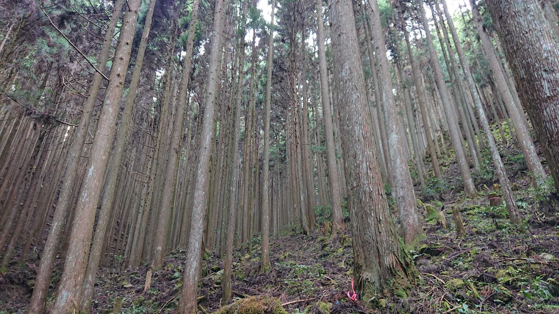 (下から)
綺麗にそろっています。
伐採するのは、大変だろう。