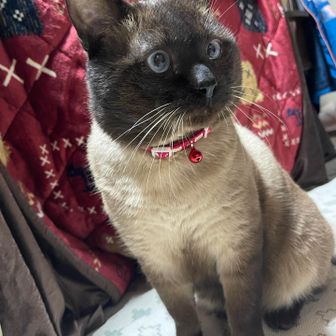 鹿児島のかびごん