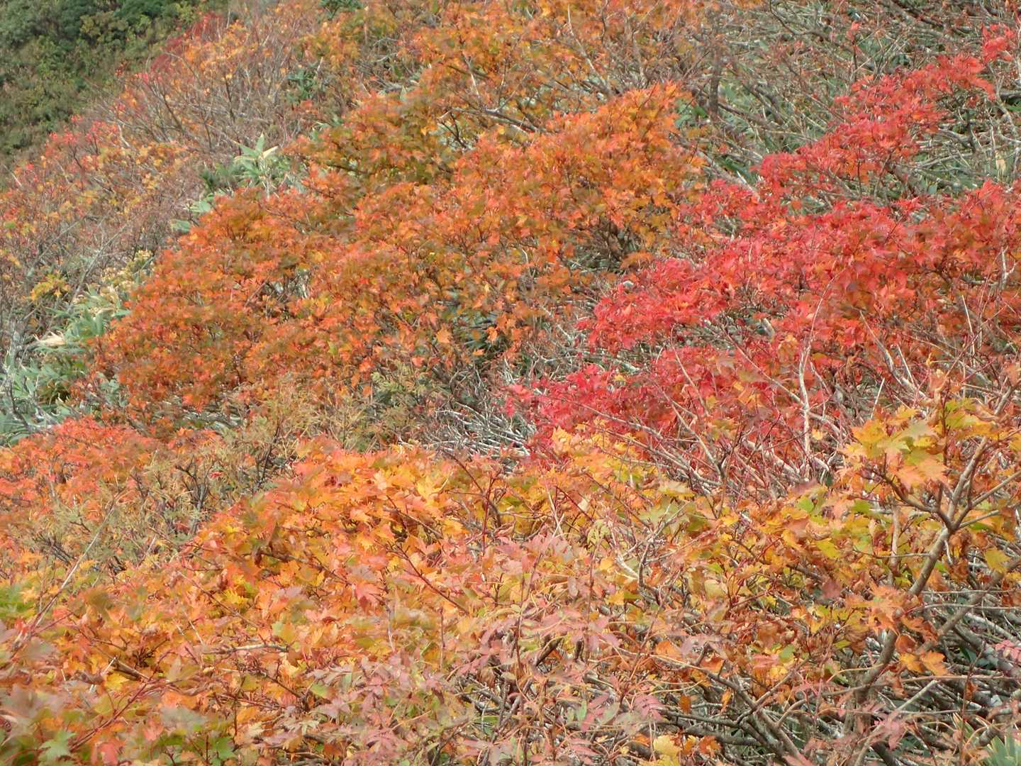 有屋口登山口-神室山 往復コースの写真