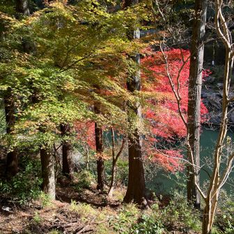 トロッコ保津峡駅より3