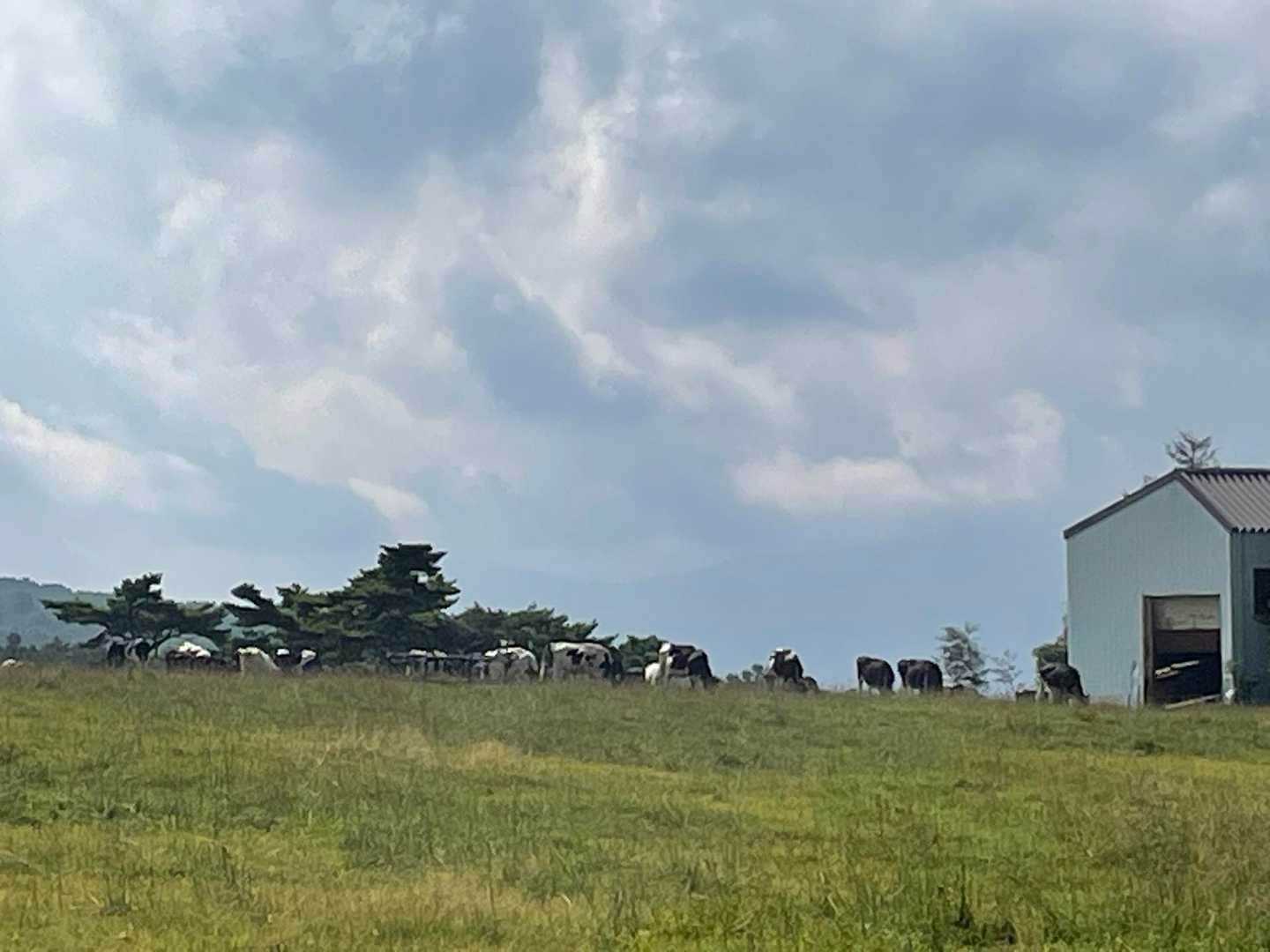 牛さん達🐮🐂