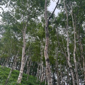 白樺✨