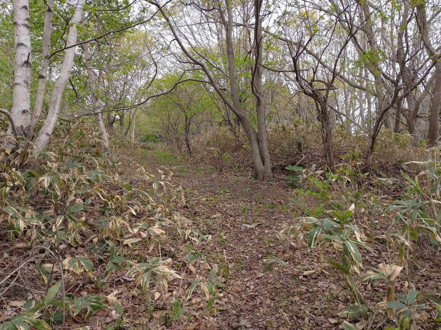 やっと分岐
ここで下山してきた方が帰って行った
自分に気付いてくれなかったから寂しい🥺