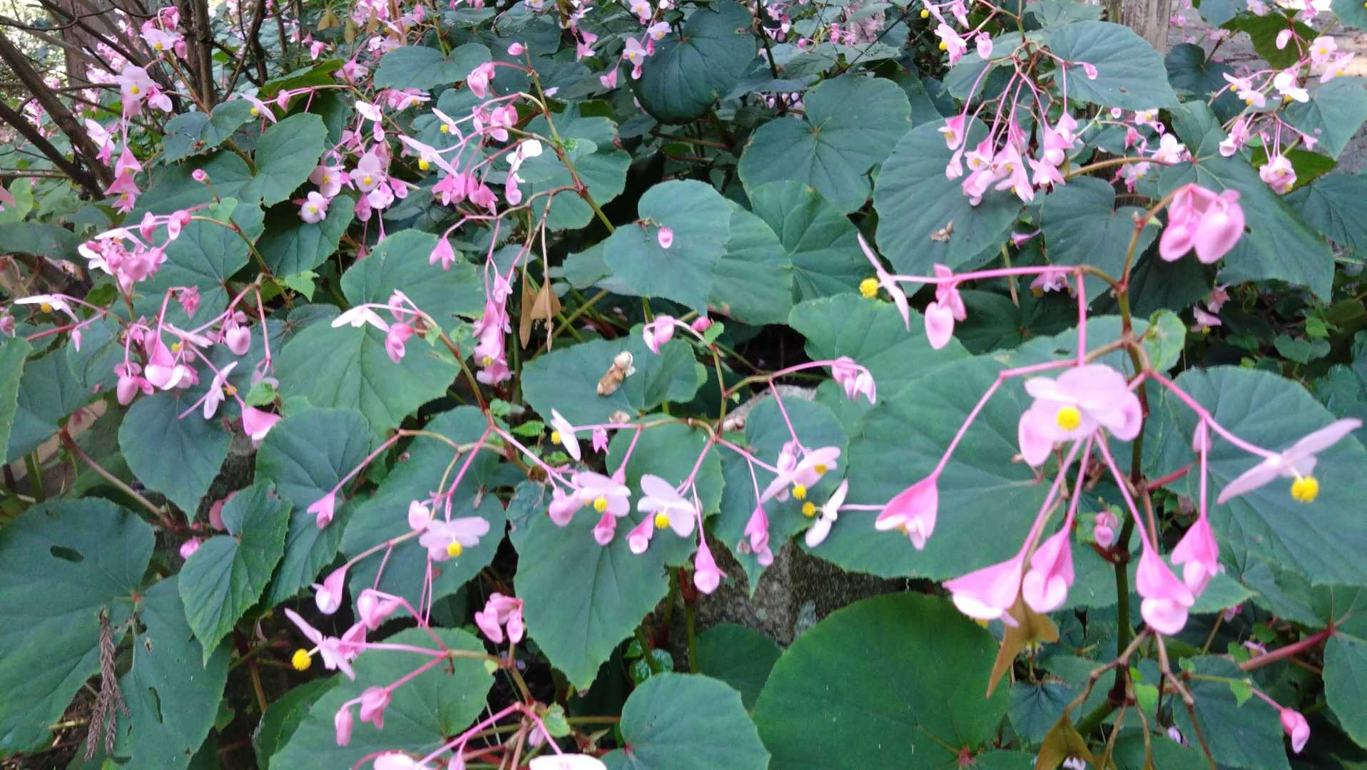 岩湧寺-第十五経塚-編笠山-一徳防山 往復コースの写真