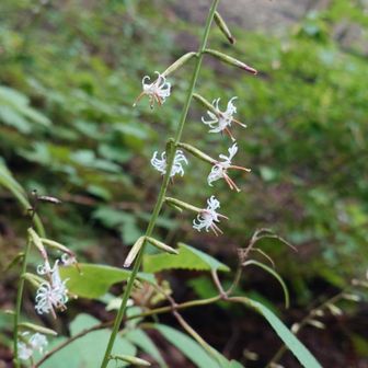 花びらがクルクルして、雄しべ？が3本突き出た、変わった花が咲いていました
調べてみると「オクモミジハグマ（奥紅葉羽熊）」のようです