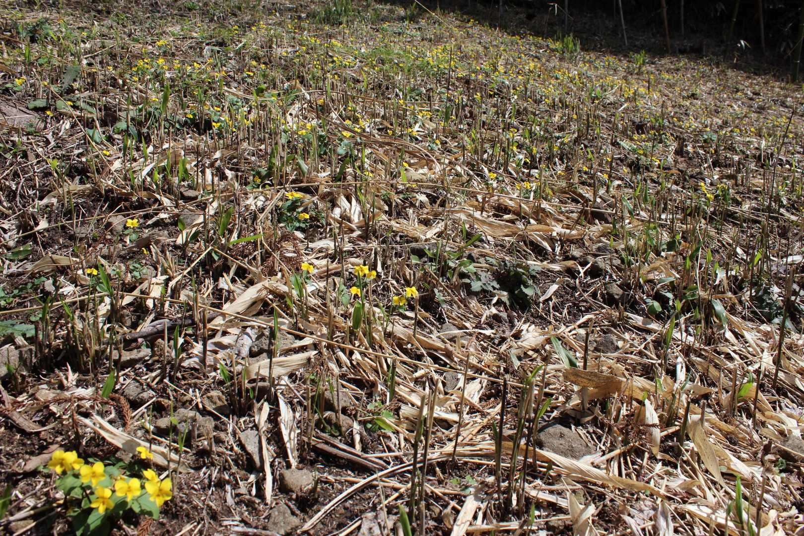 キスミレ群生地の開花状況(下から見て右側)