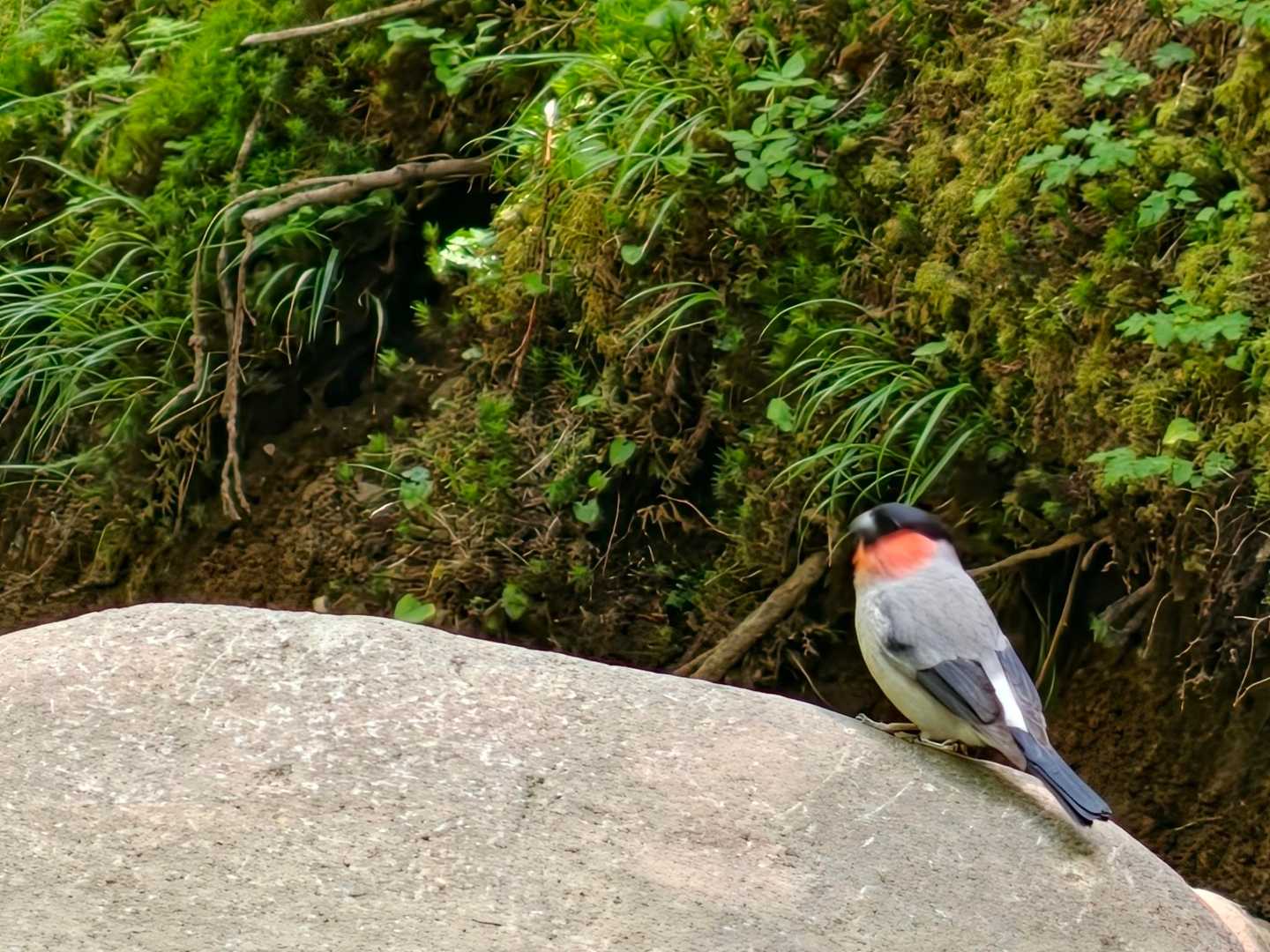 ウソ発見
独特の可愛い声で鳴いてました♥